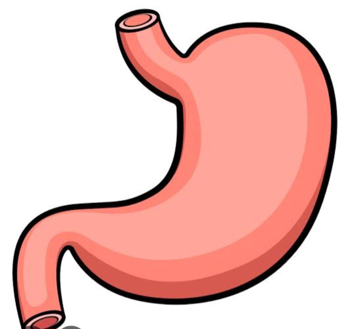 STOMACH &DIGESTION